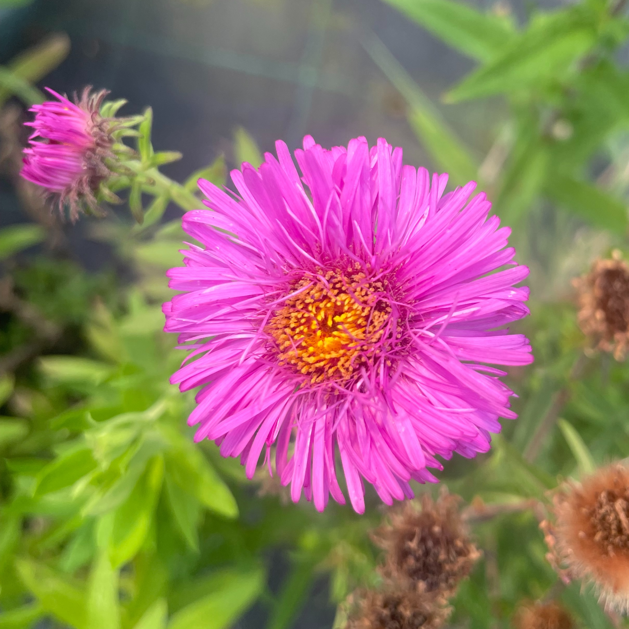 Aster ageratoïdes 'Ezo Murazaki'