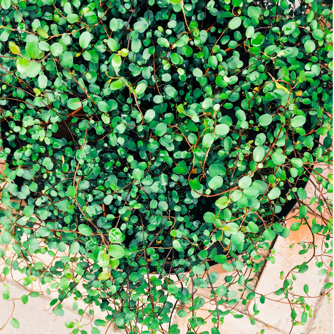 Muehlenbeckia à petites feuilles - 3l