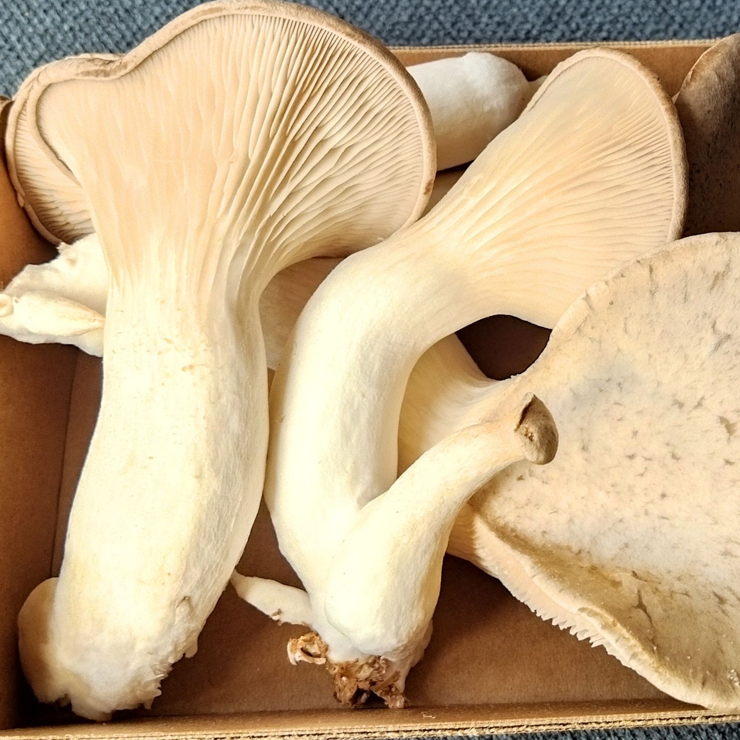 Pleurotes Panicaut