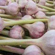 Ail frais - 80g