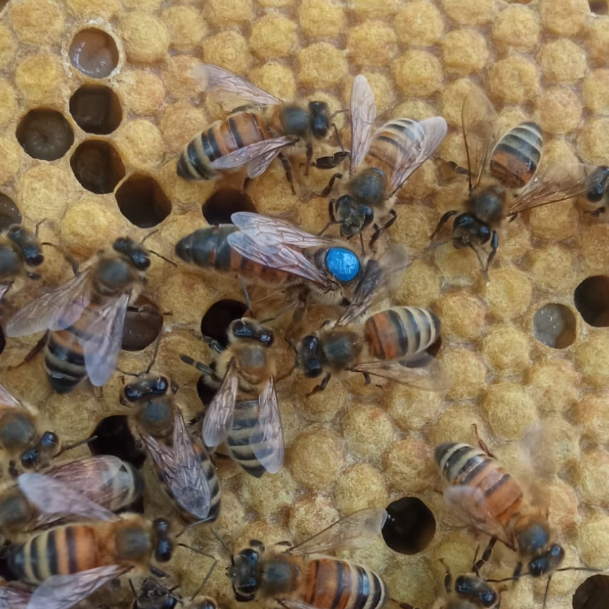 Reine Buckfast F1 sélectionnée Semaine 23