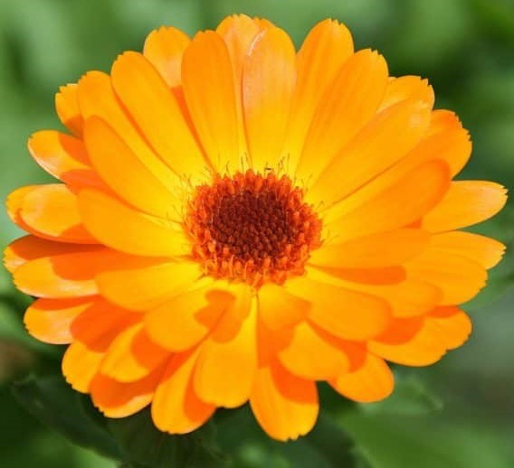 Calendula (souci)