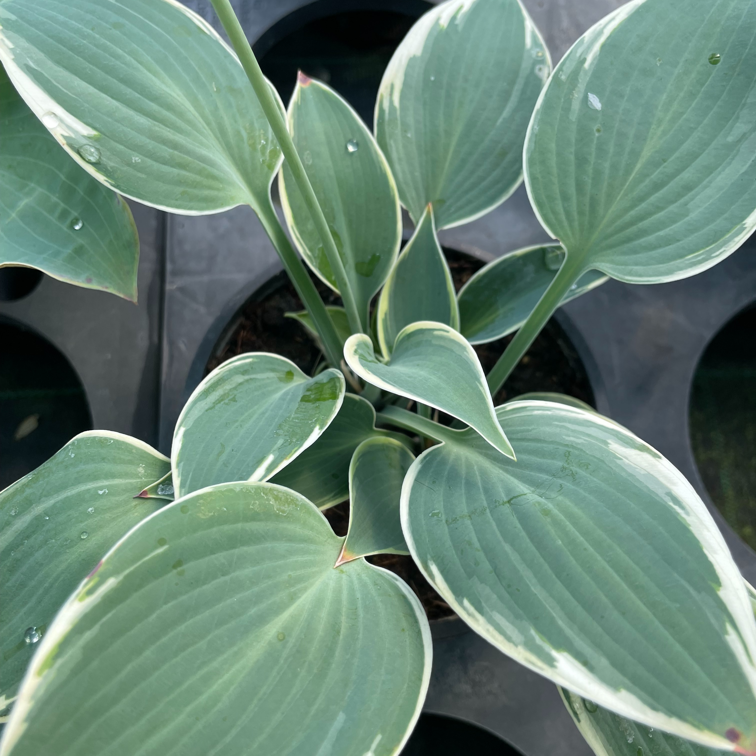 Hosta 'First Frost'