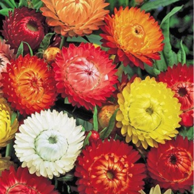 IMMORTELLE à BRACTEE
