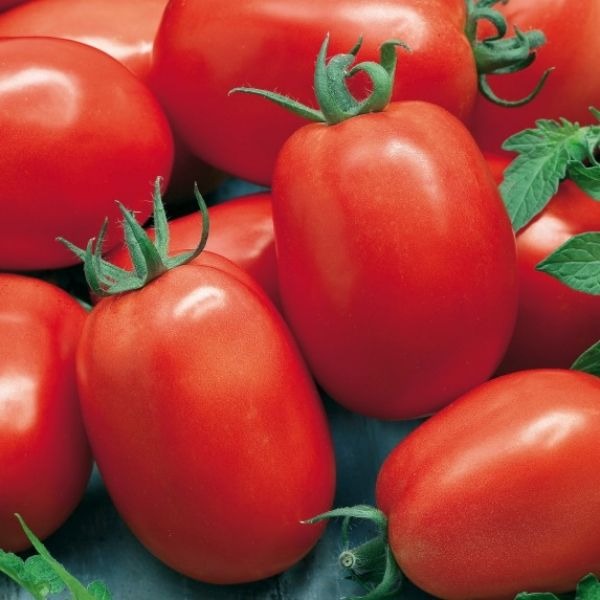 Tomate Allongée Roma