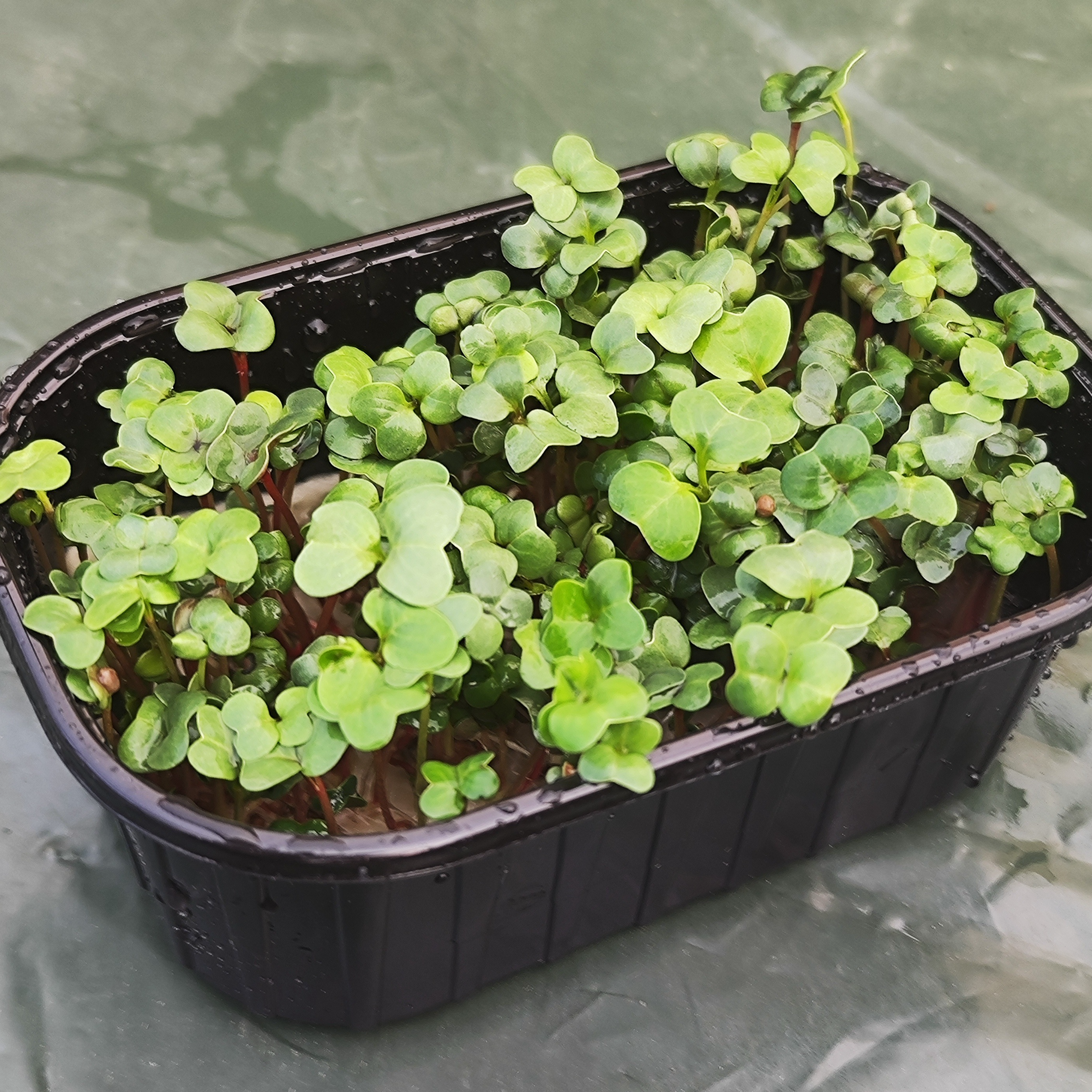 Micro-pousses Radis Rose