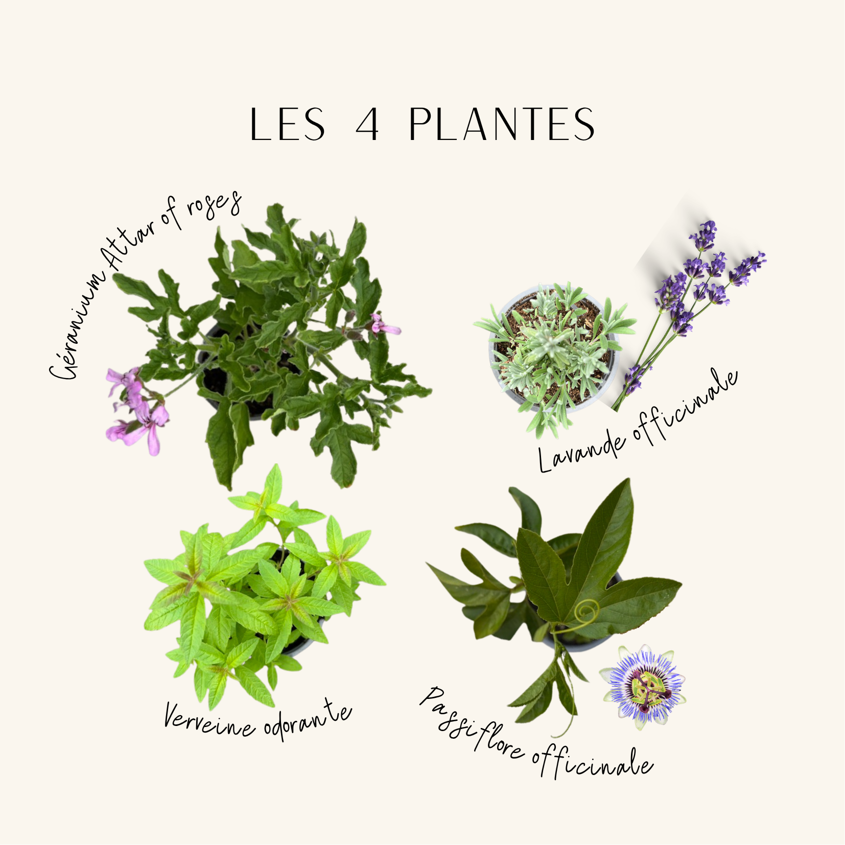 COFFRET REFUGE - sans immersion