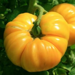Tomate Jaune Saint-Vincent - godet 8 cm