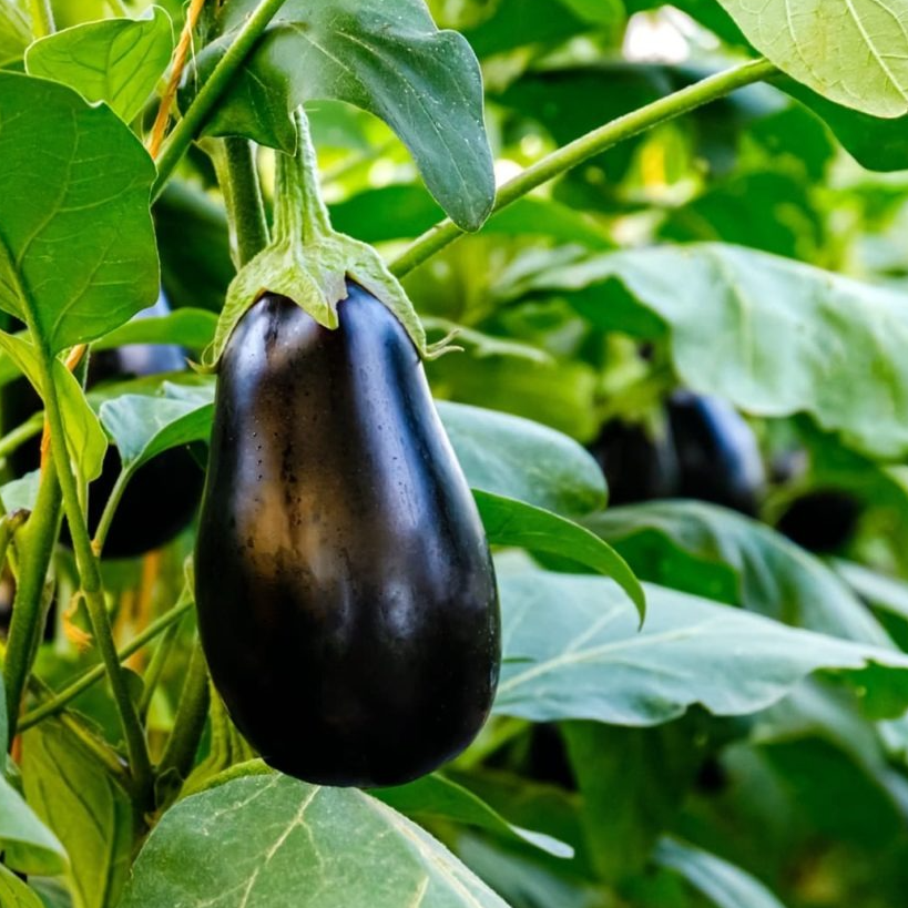 Aubergines