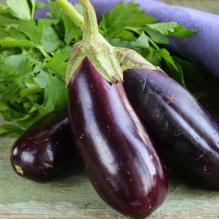 Plant d'Aubergine "Diamond"