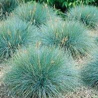 Fétuque bleu – Festuca glauca - 1l
