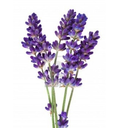 Fleurs de lavande ( par 25)