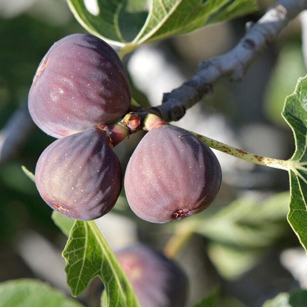 # Figuier - Ficus carica "Rouge de Bordeaux" - Pot 3L