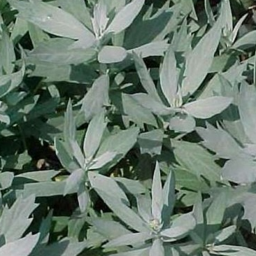 Artemisia ludoviciana ‘Valerie Finnis’