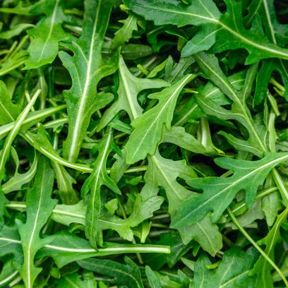 Roquette