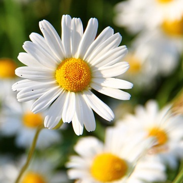 Fleurs de Marguerites ( par 20)
