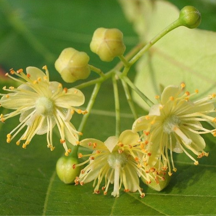 Fleurs de Tilleul (par 25 gr)