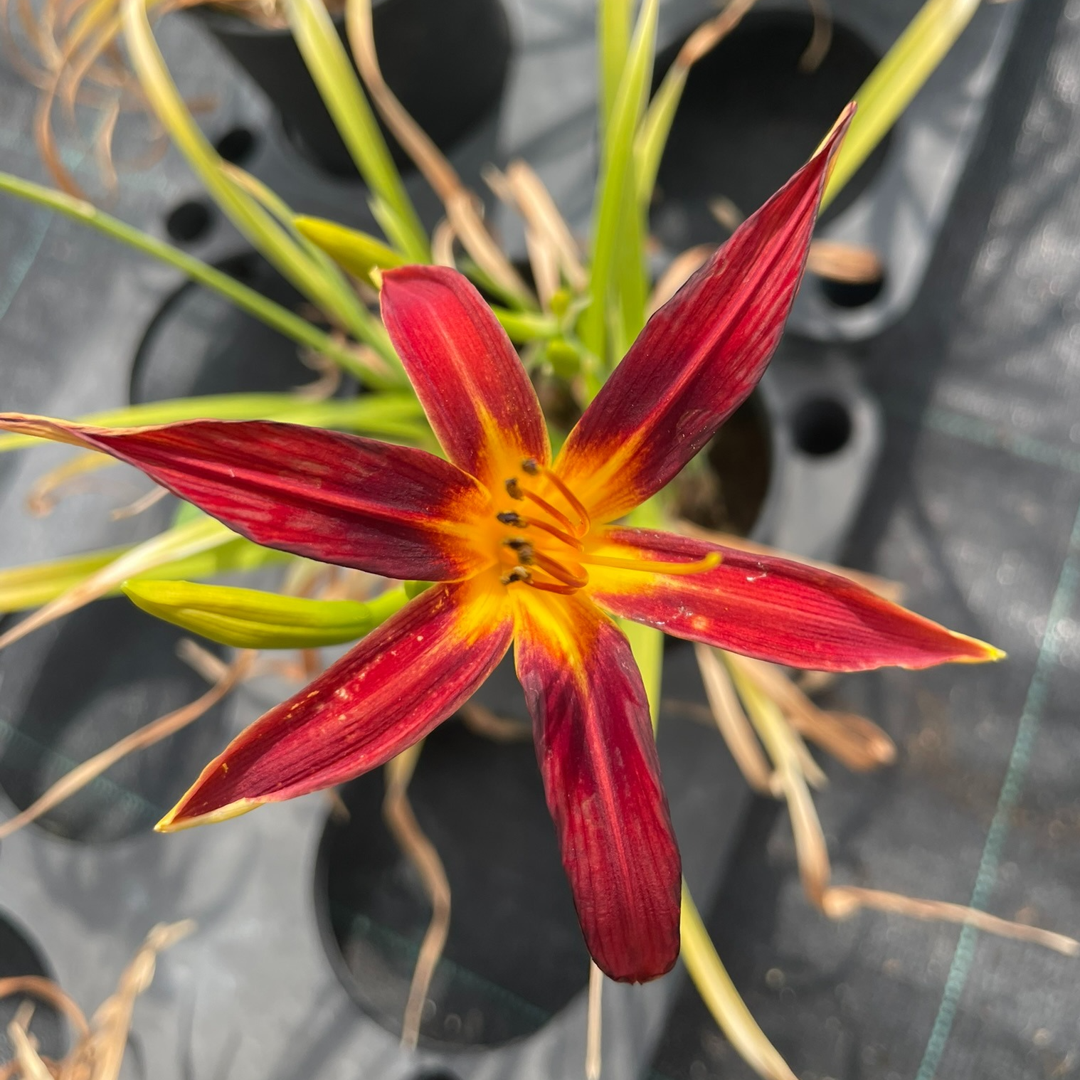 Hemerocallis 'Crimson Pirate'