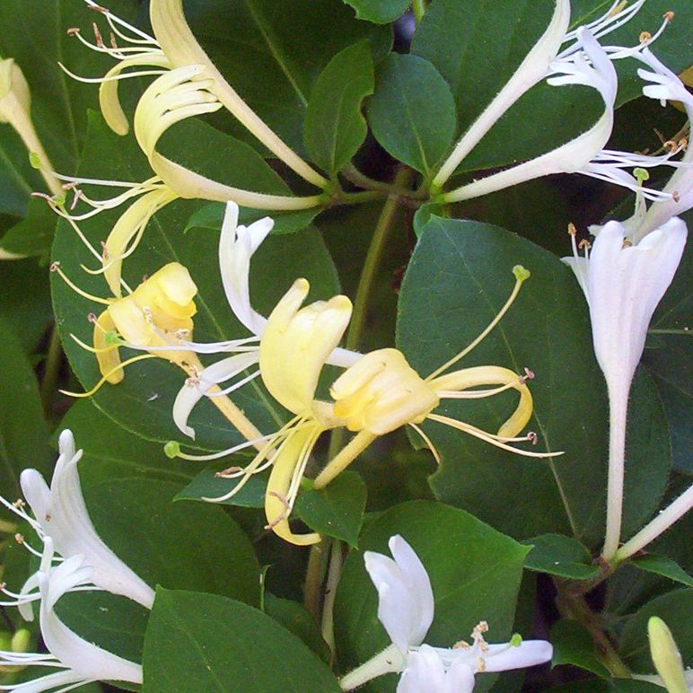 Chèvrefeuille du Japon (Lonicera japonica) 'Hall's prolific' - 1kg
