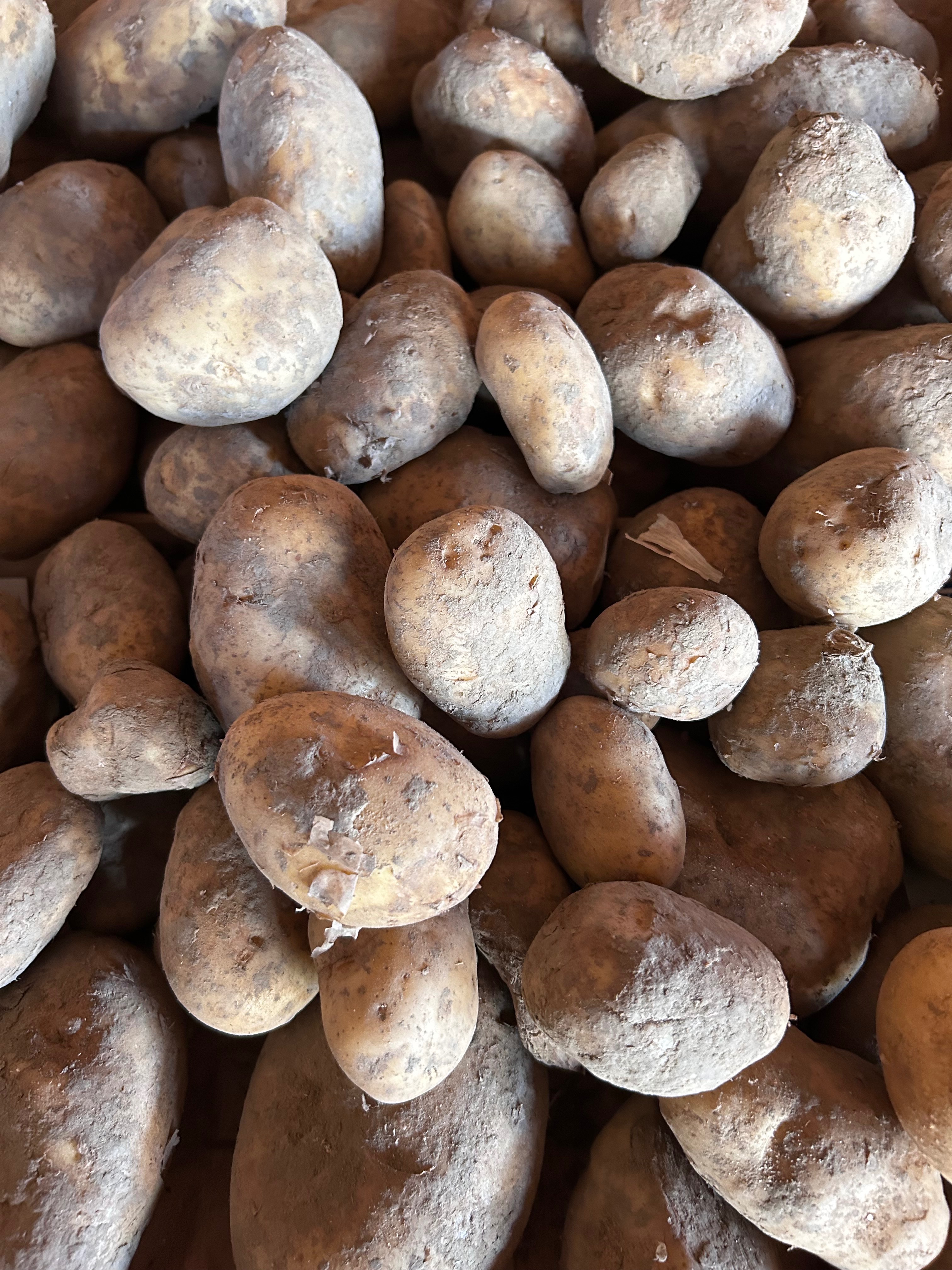 POMME DE TERRE SPUNTA - FR