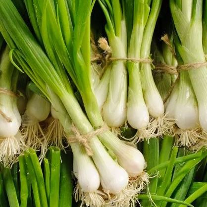 Oignons Blancs Botte