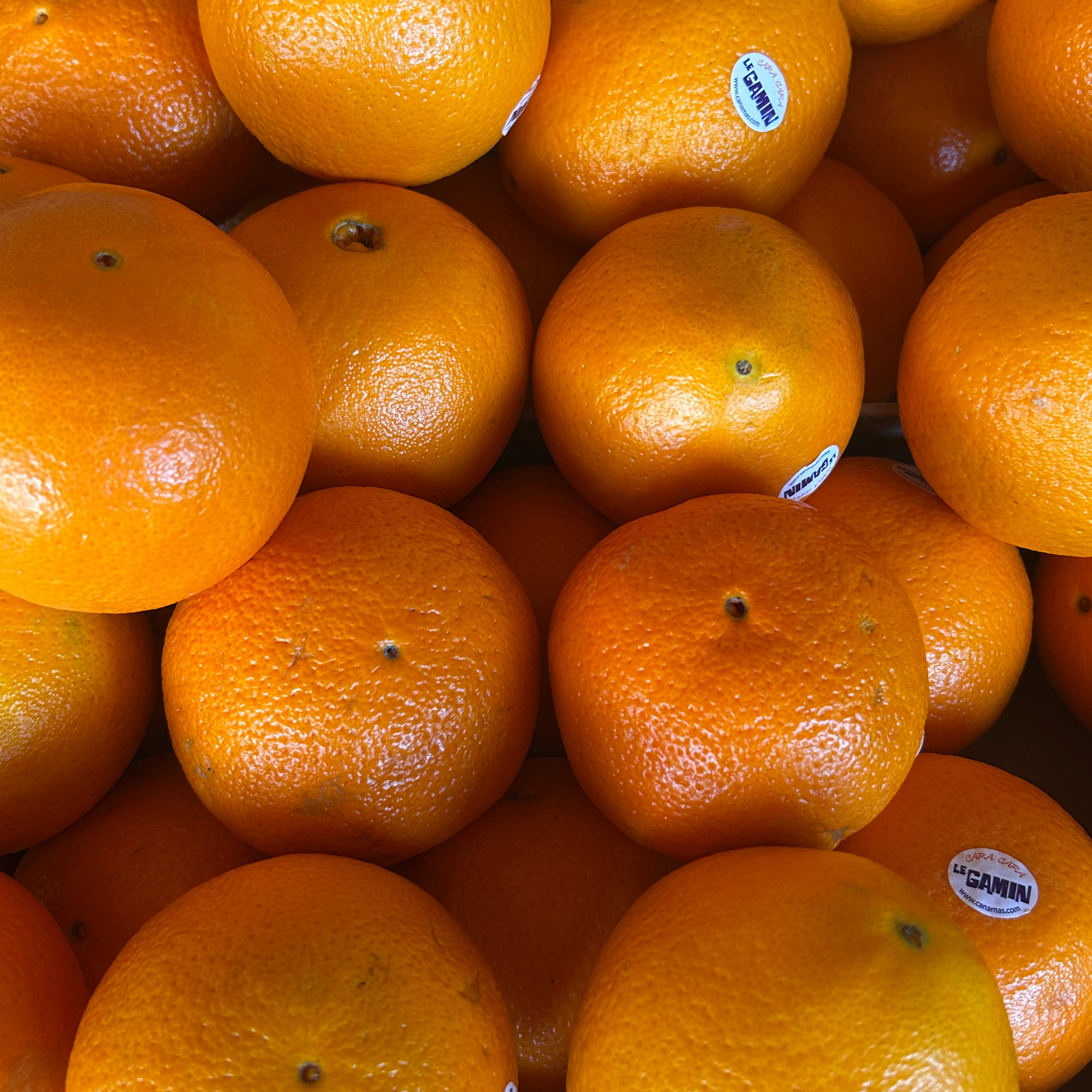 Orange sanguine le gamin