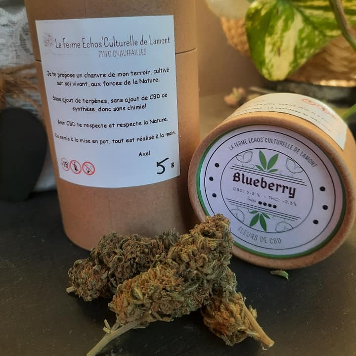 Fleurs de CBD Blueberry