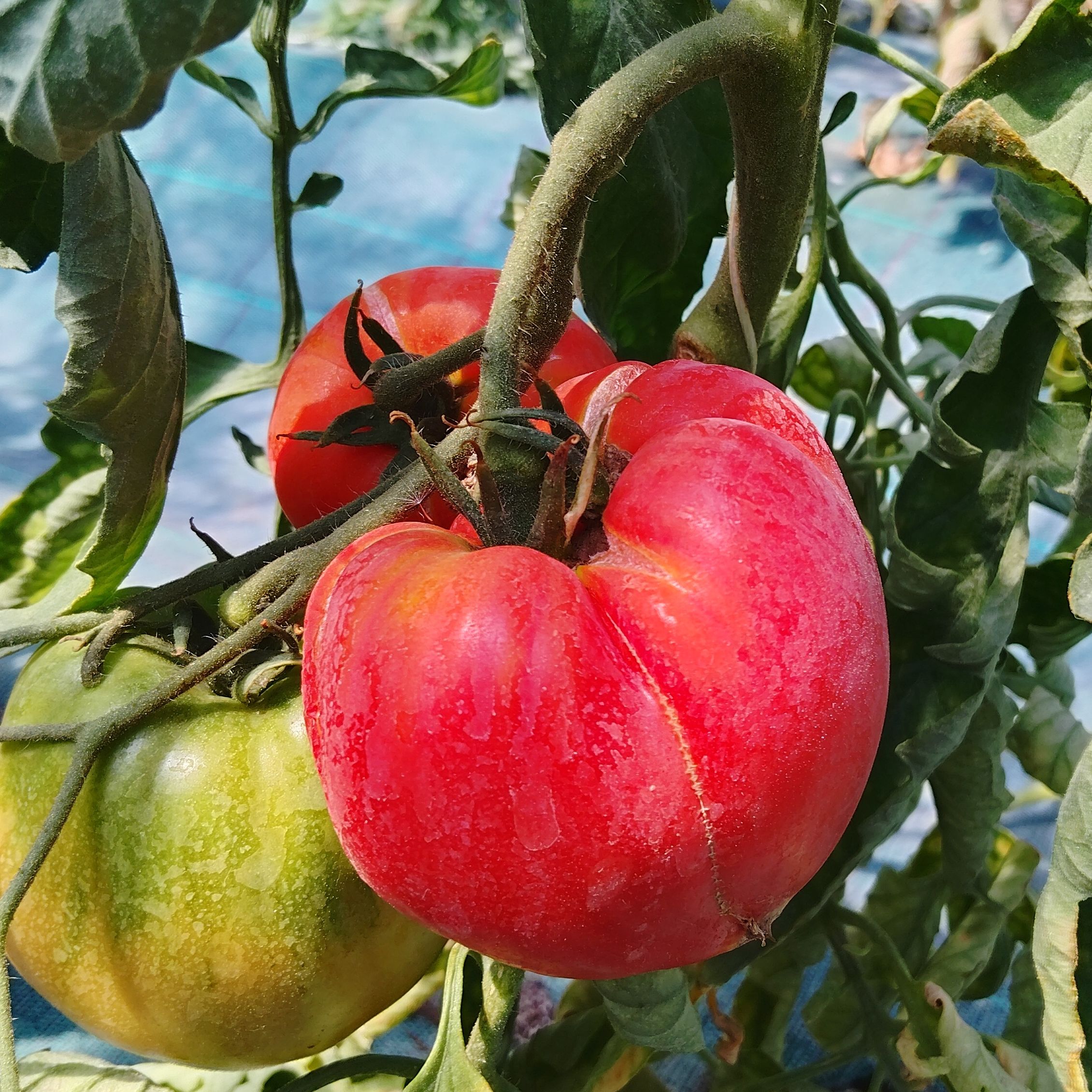 Tomate ancienne