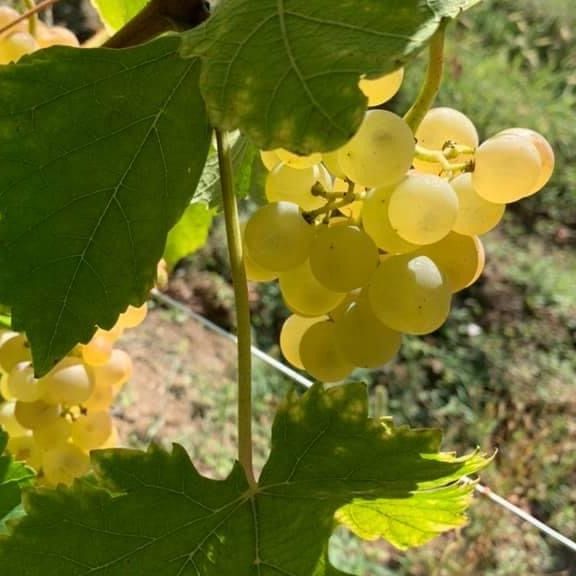 Raisin chasselas