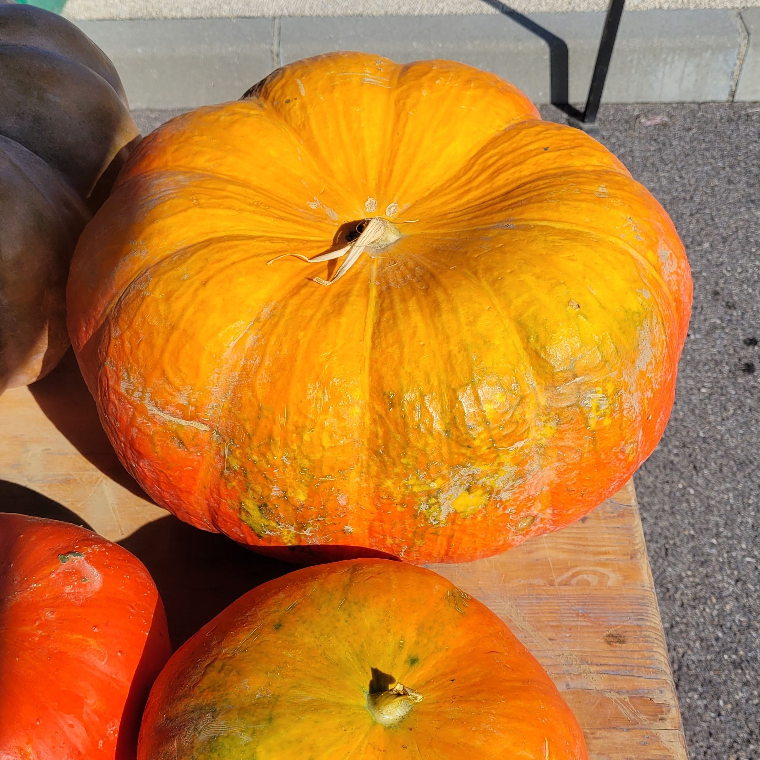 COURGE POTIRON