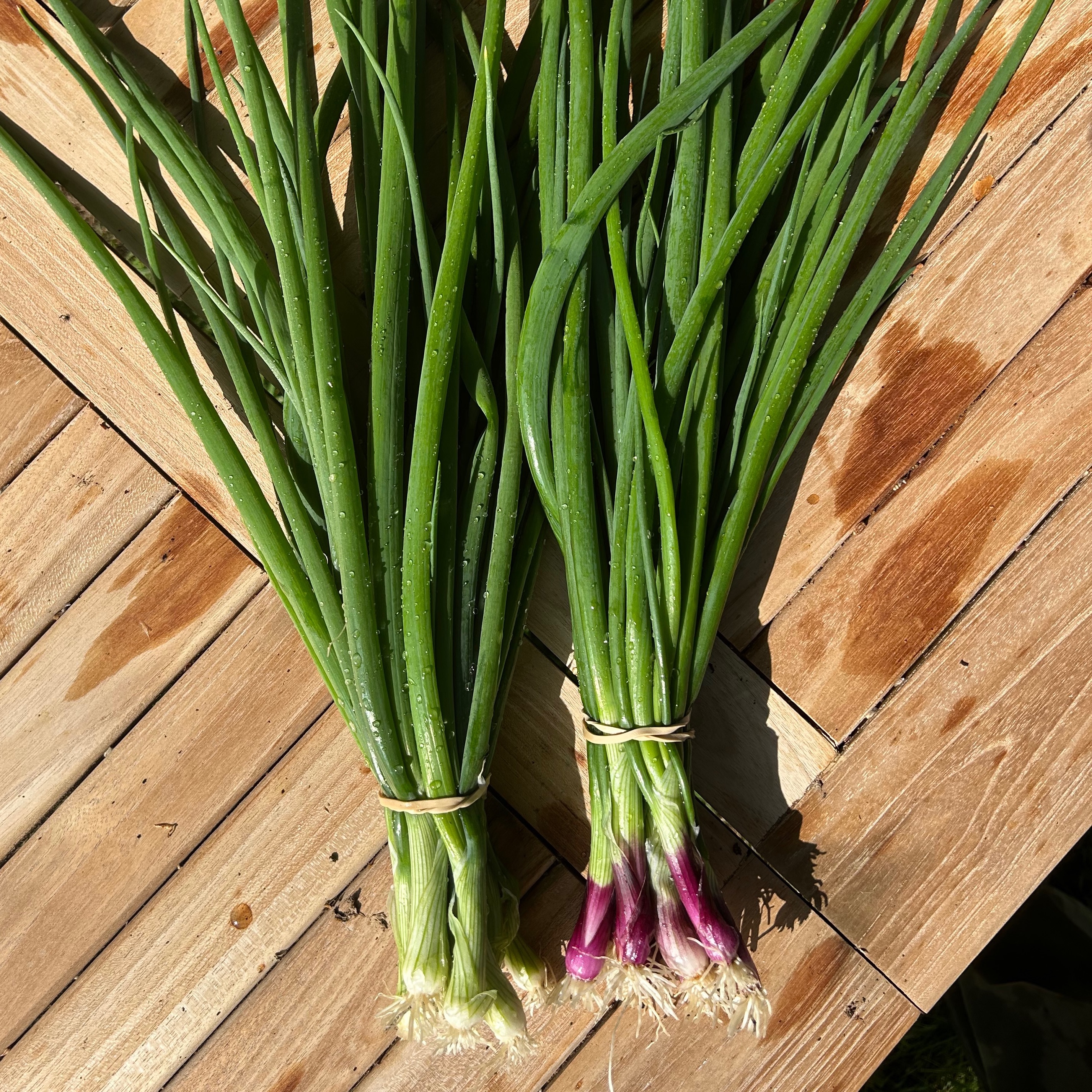 Oignons nouveaux botte