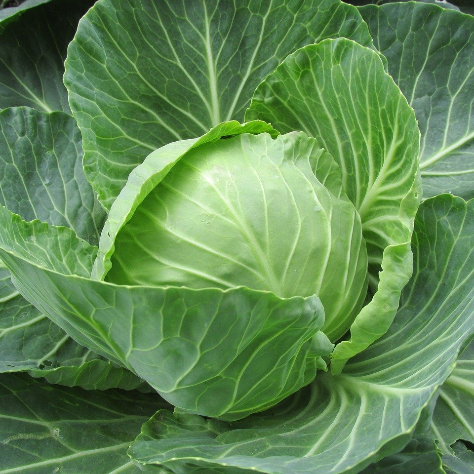Chou blanc (petit) - 400g