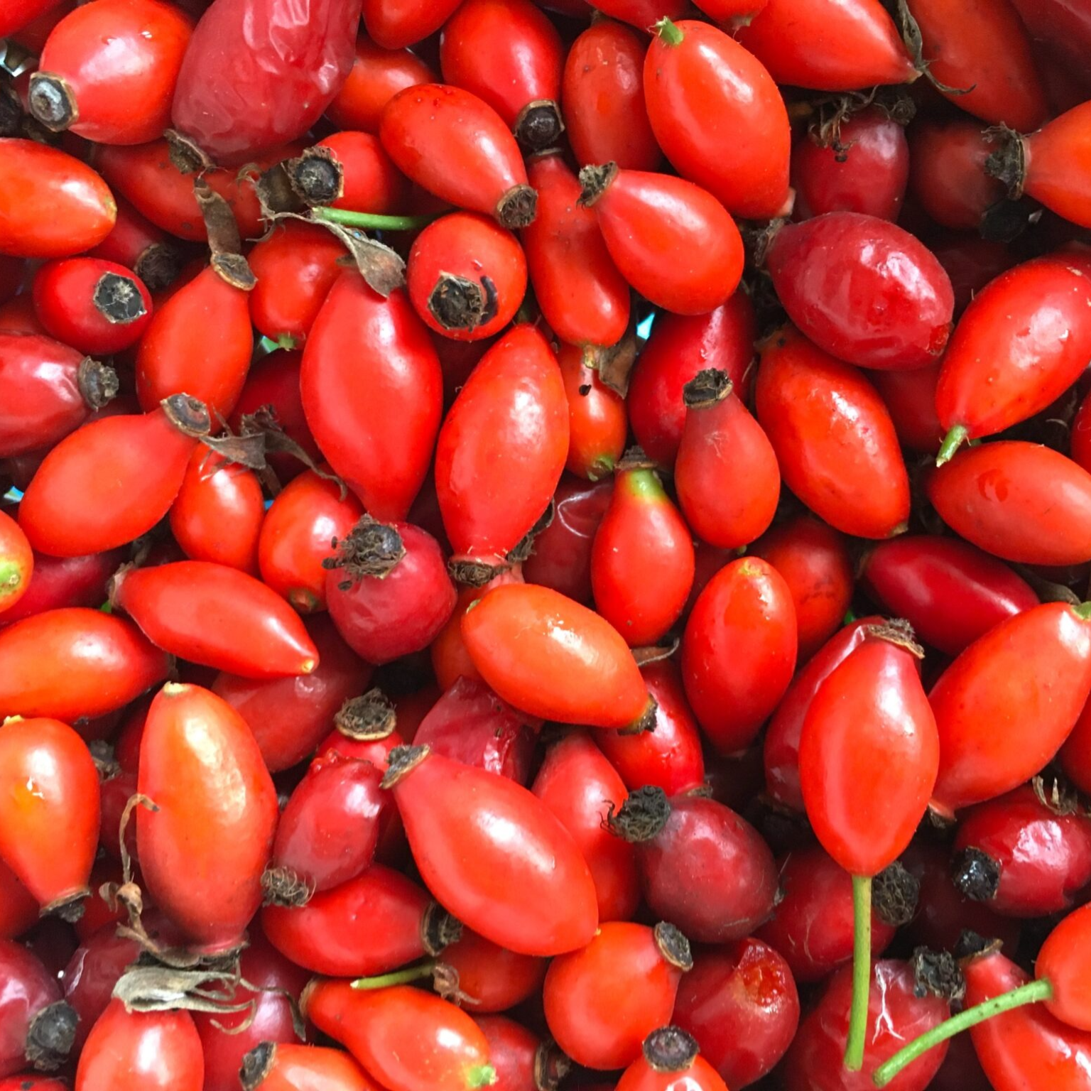 Cynorrhodon d'églantier (100gr)