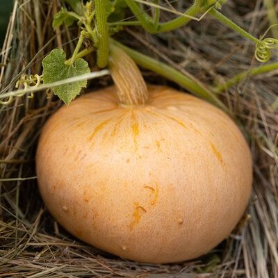 Courge Carat