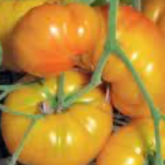 Tomate Jaune