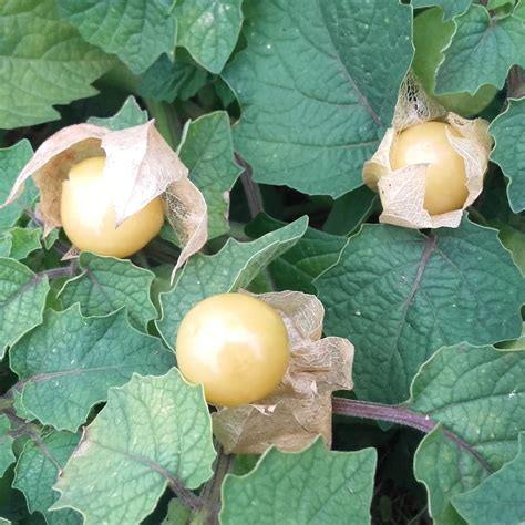 PHYSALIS CERISE DE TERRE