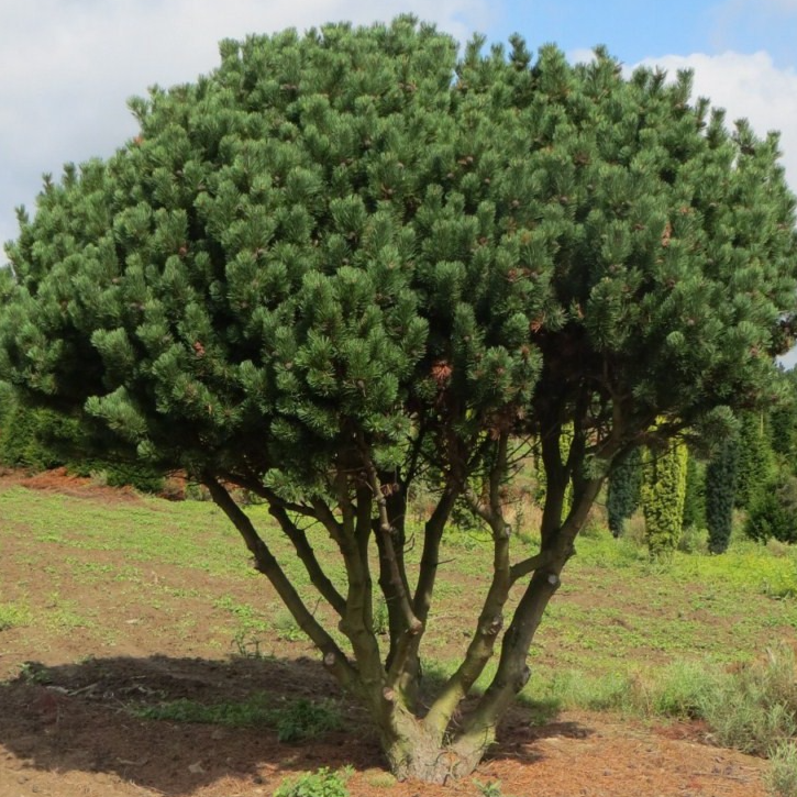 Pin nain des montagnes pot 3L