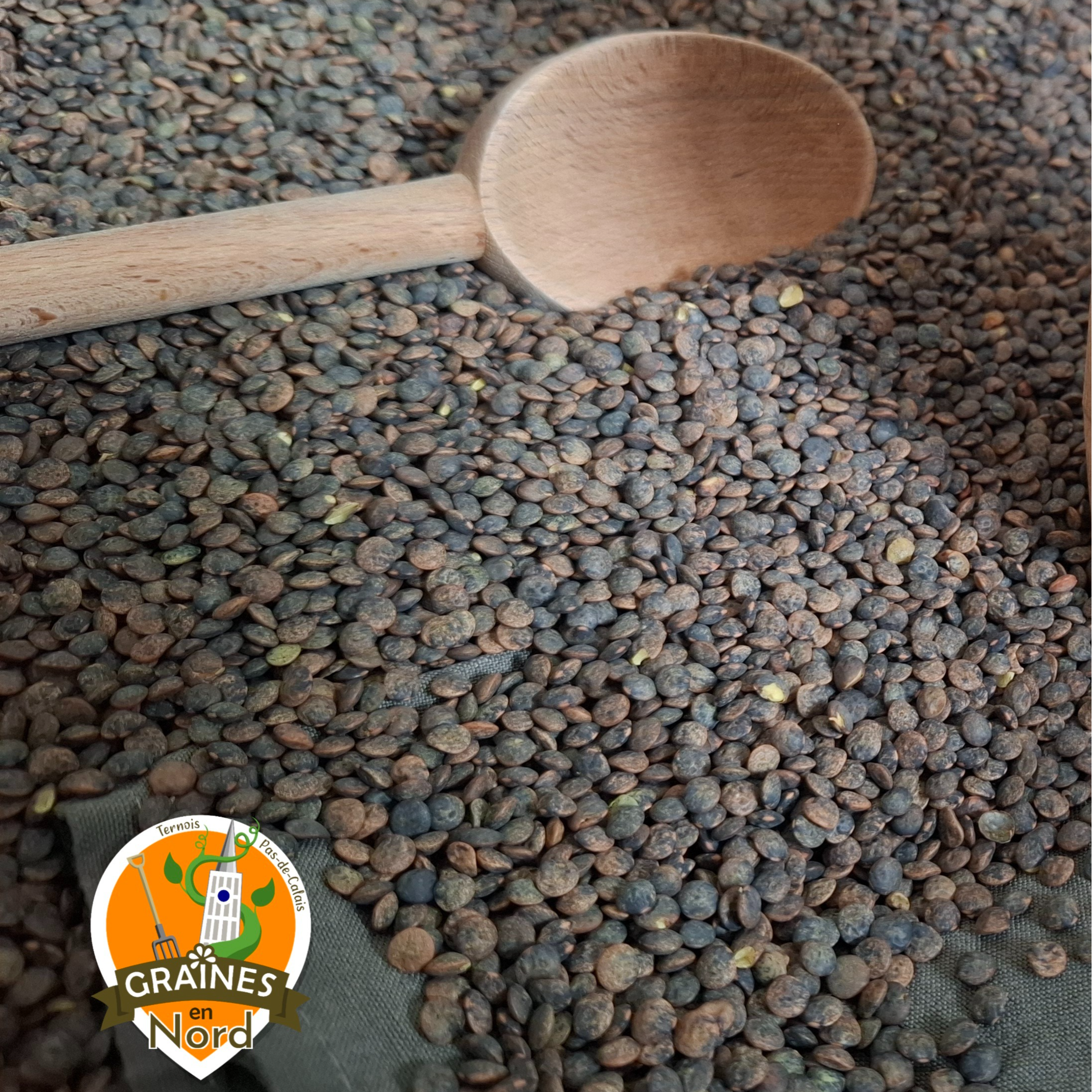 Lentilles Vertes VRAC de 5 à 24 kg