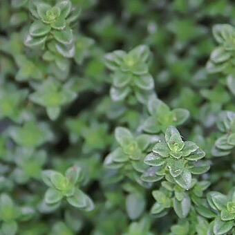 Thym citronné - pot 1L