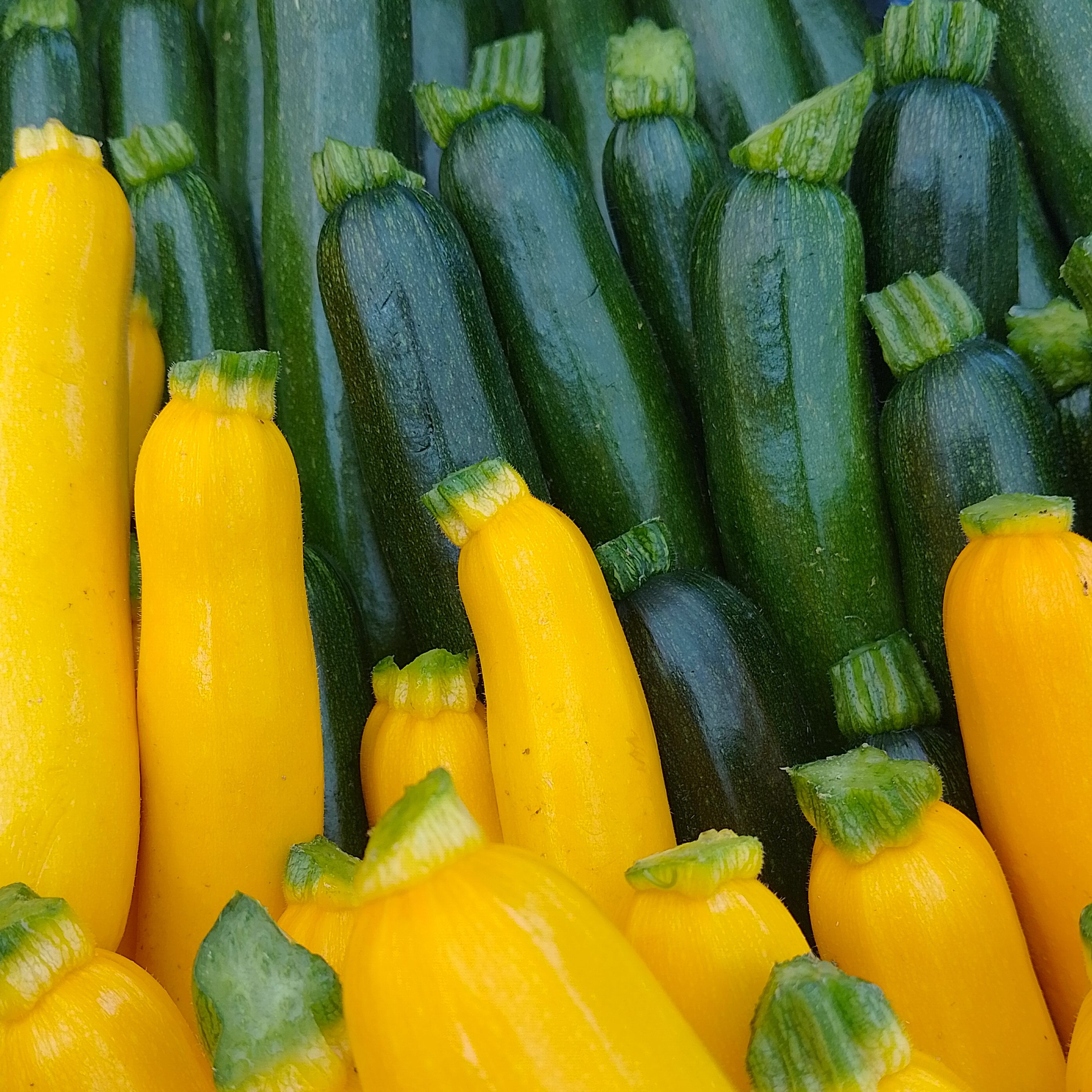 Courgette