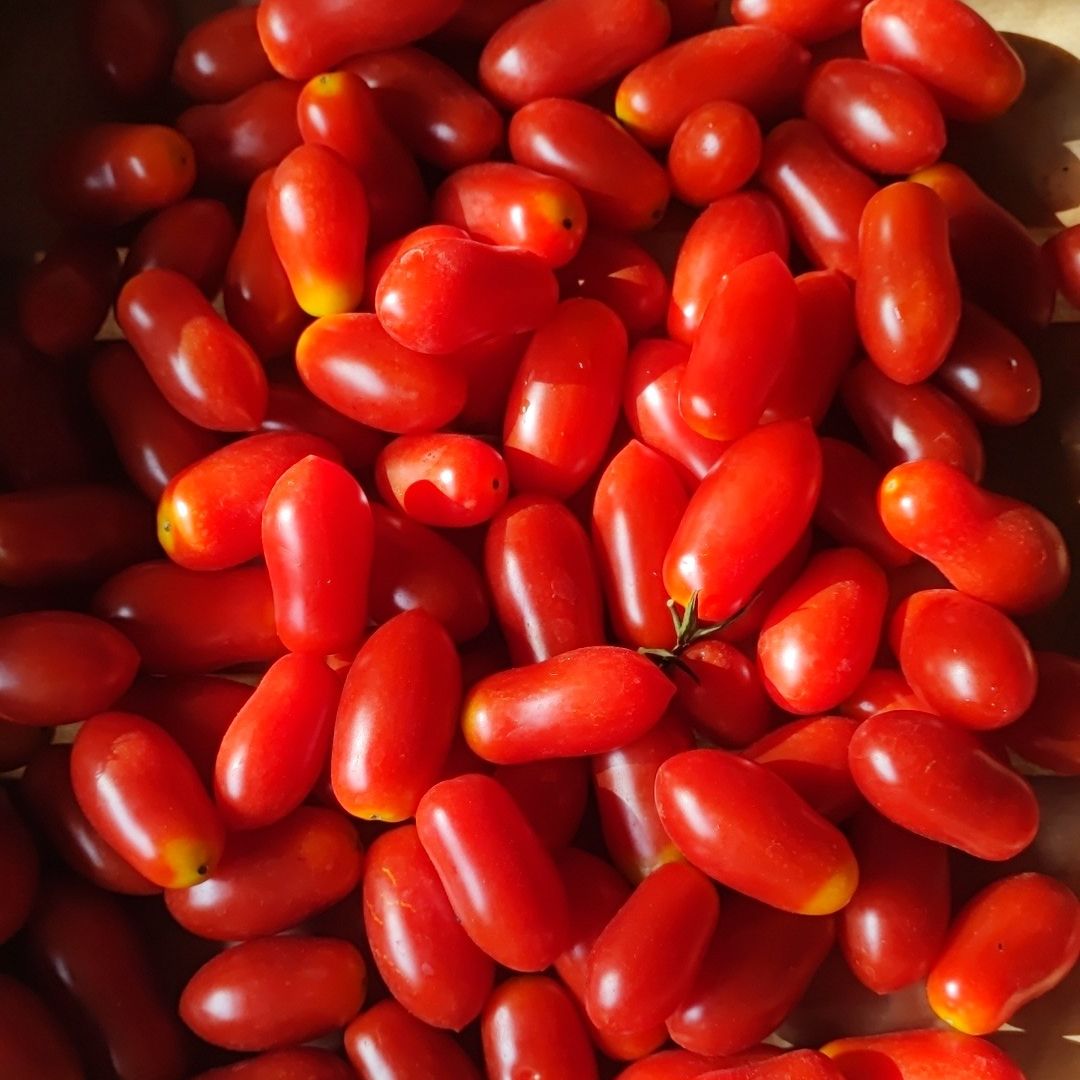 Tomates cerises allongées