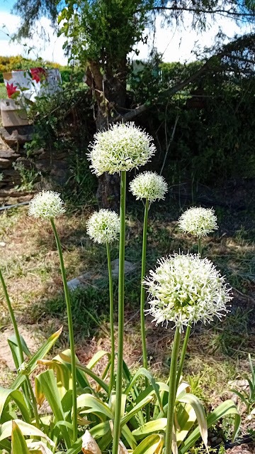 Ail ornement (blanc)