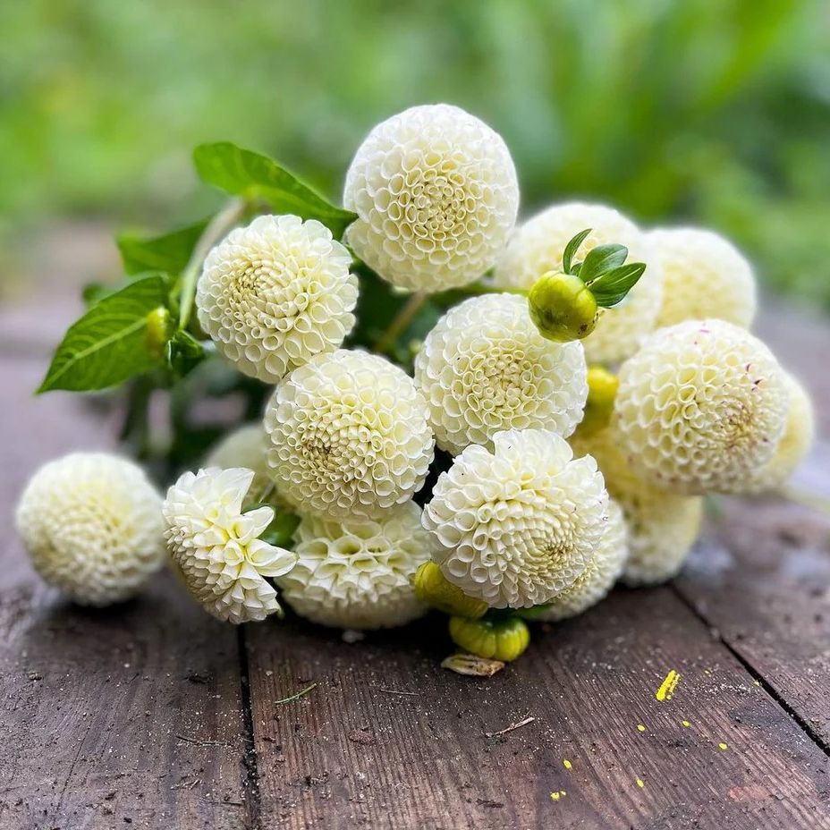 Small World - 400g