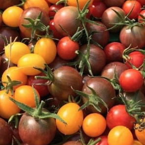 Tomates cocktail