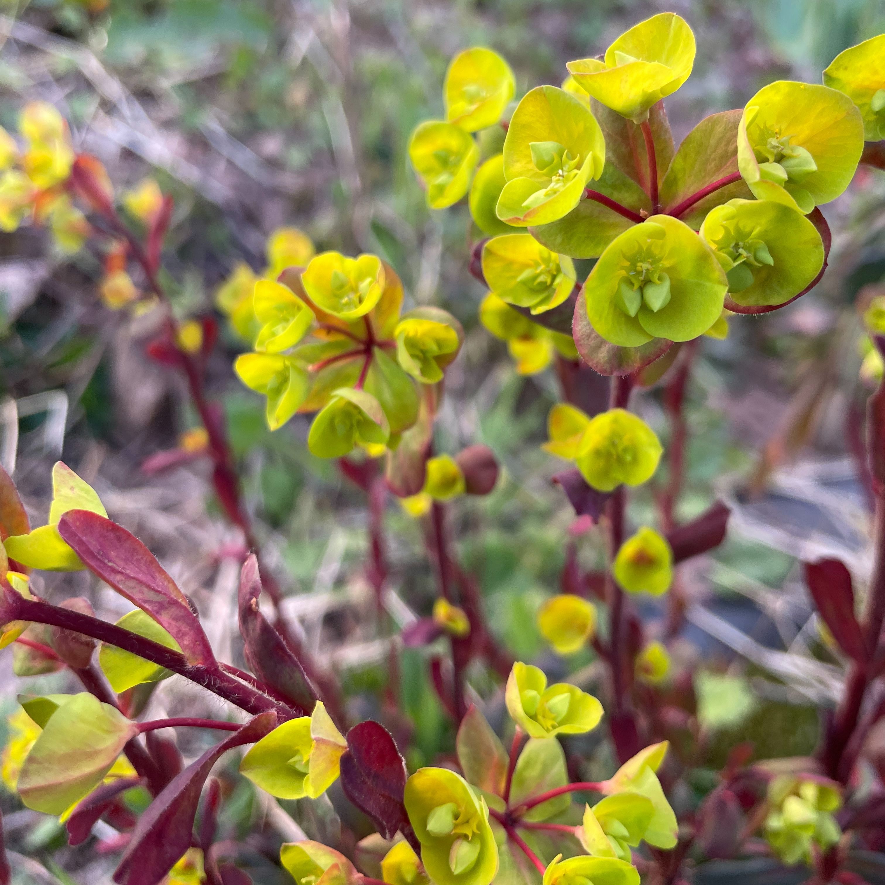 Euphorbia amygdaloides purpurea