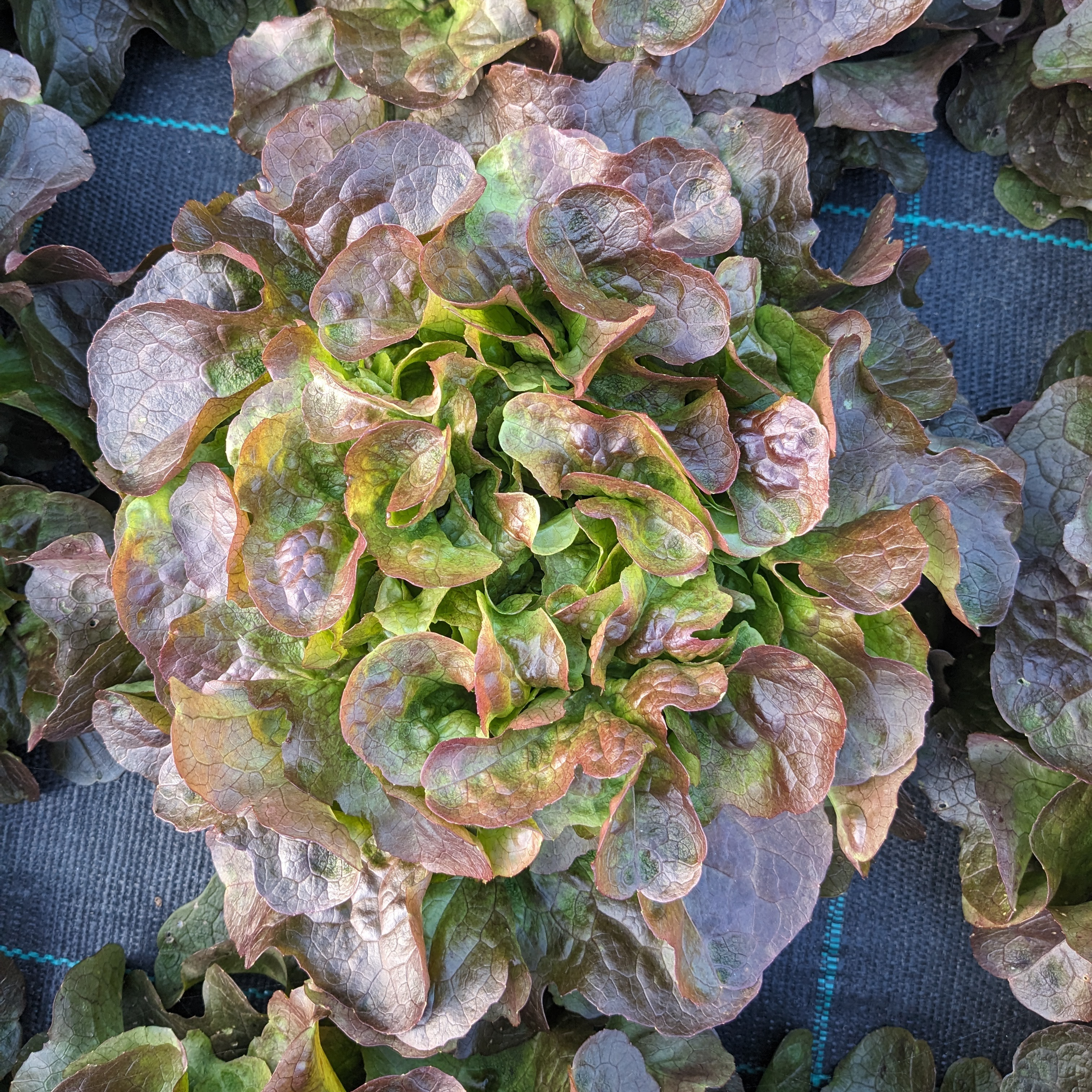 Salade Feuille de chêne rouge