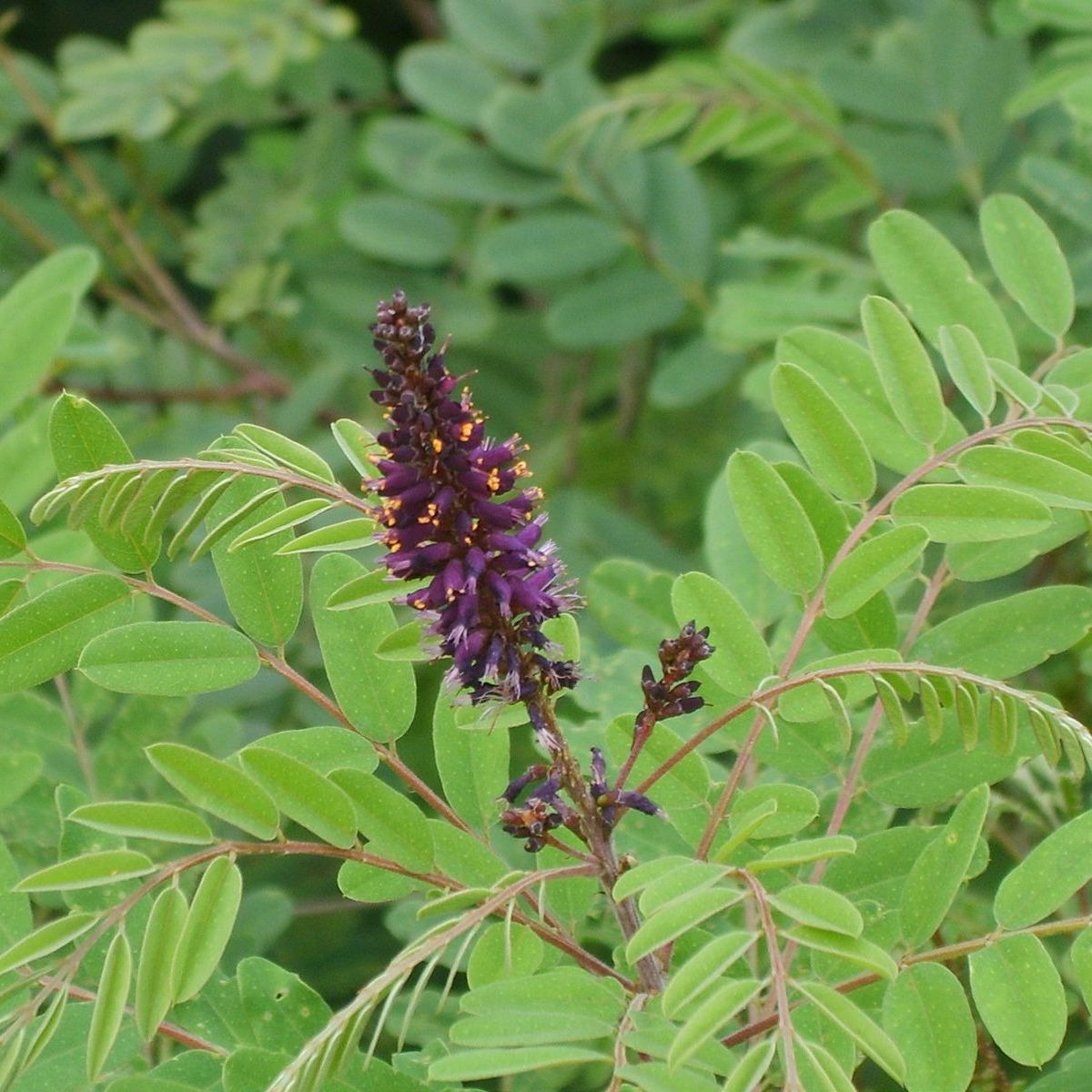 Amorphe buissonnante