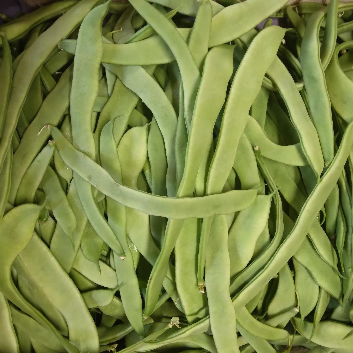 Haricot plat