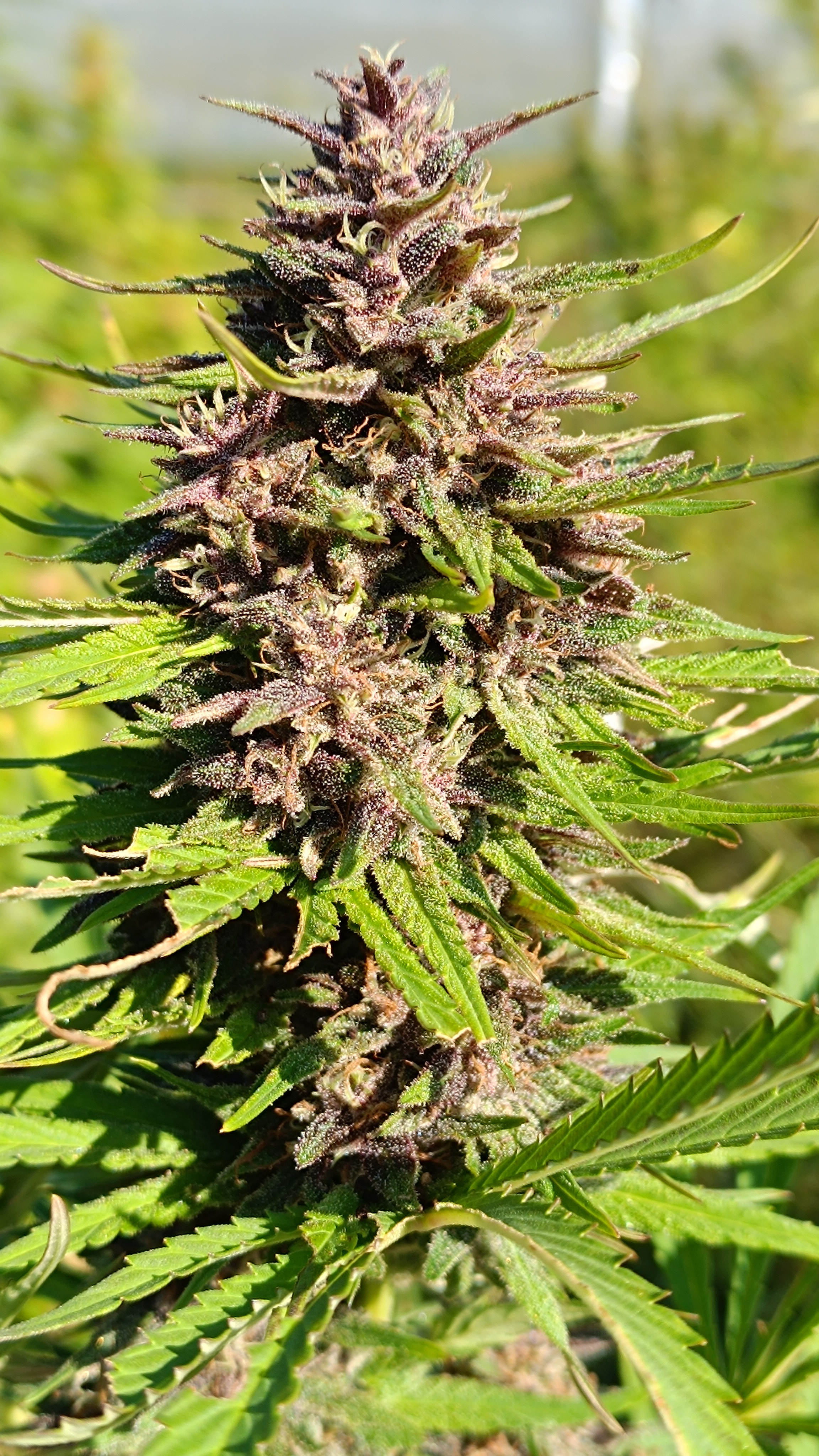 Programme fidélité 2026 - 10g