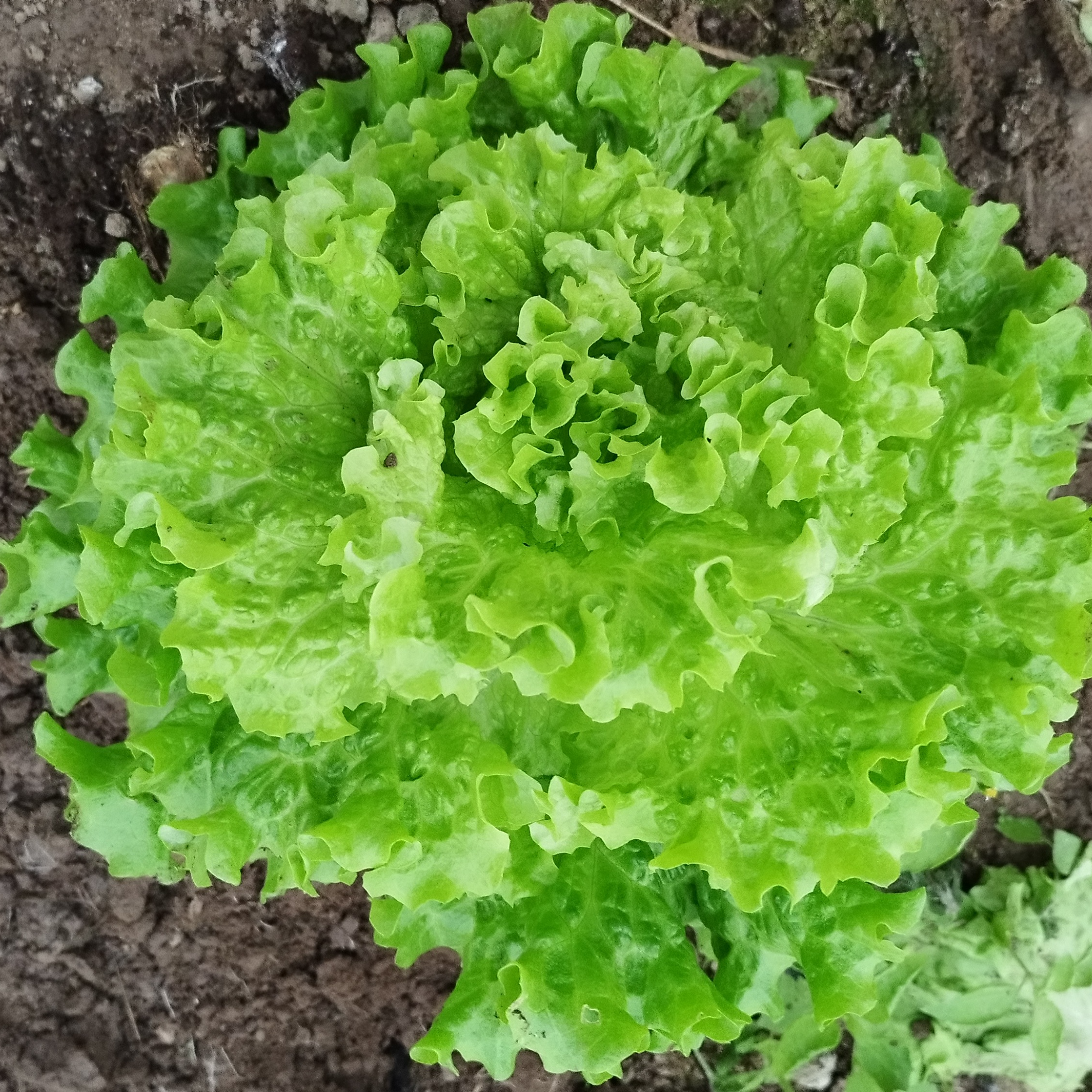 Salade Batavia verte - 1 pièce